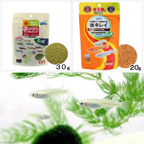 （めだか）白メダカ（６匹）キョーリン　ちびっこメダカ＋メダカプロス　育成セット　メダカ　えさ　本州四...