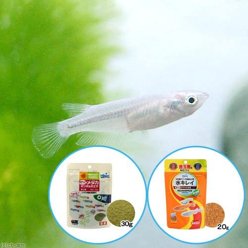 （めだか）青メダカ（６匹）キョーリン　ちびっこメダカ＋メダカプロス　育成セット　メダカ　えさ　本州四...
