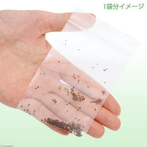 オオバコの種(1袋) うさぎ 小動物 鳥 おや...の詳細画像1