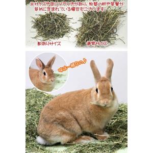 令和6年産 選別漏れスーパープレミアムホースチ...の詳細画像2
