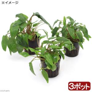 チャーム（charm） （水草）ミクロソリウム 水草苑スモールリーフ（無