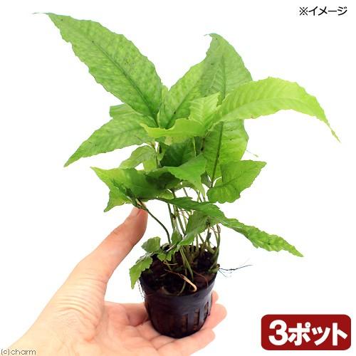 （テラリウム）ジャワファン（３ポット分）　北海道・九州航空便要保温