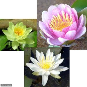 チャーム（charm） （ビオトープ）睡蓮 エゾベニヒツジグサ（1ポット