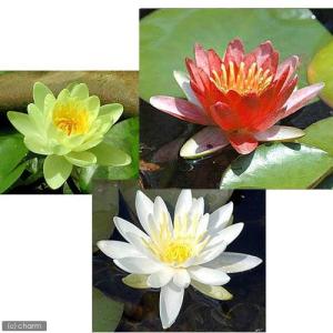 （ビオトープ）睡蓮　温帯性睡蓮（スイレン）３色セット　赤・黄・白（各１株ずつ）（休眠状態）