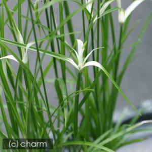 (ビオトープ)睡蓮 姫睡蓮(ヒメスイレン)3色...の詳細画像1