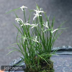 (ビオトープ)睡蓮 姫睡蓮(ヒメスイレン)3色...の詳細画像2