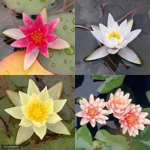 チャーム（charm） （ビオトープ）睡蓮 温帯性睡蓮（スイレン）（桃