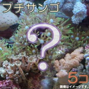 （サンゴ）お一人様１点限り　おまかせプチサンゴ（ソフトコーラル）（５個）
