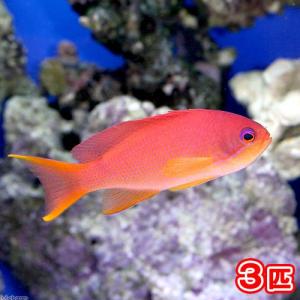 （海水魚）キンギョハナダイ　メス（３匹）｜chanet