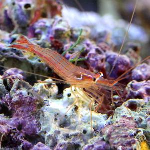 (海水魚)エビ ペパーミントシュリンプ(ブリー...の詳細画像1