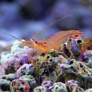 (海水魚)エビ ペパーミントシュリンプ(ブリー...の詳細画像2