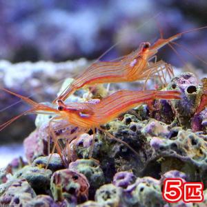 2026年7月】海水魚 飼育セット（海水魚、サンゴ、水生生物）のおすすめ
