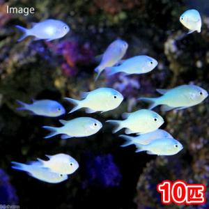 （海水魚）デバスズメダイ　Ｓサイズ（１０匹）