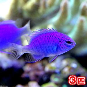 （海水魚）スプリンガーズダムセルｓｐ．スポットレス（３匹）　北海道・九州航空便要保温