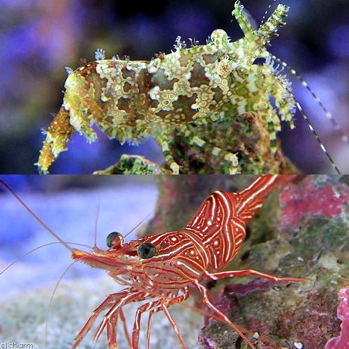 （海水魚）エビ　フシウデサンゴモエビ＋キャメルシュリンプ（各３匹）サロンシュリンプ