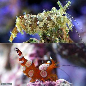 （海水魚）エビ　イソギンチャクモエビ＋フシウデサンゴモエビ（各３匹）サロンシュリンプ　北海道・九州航空便要保温