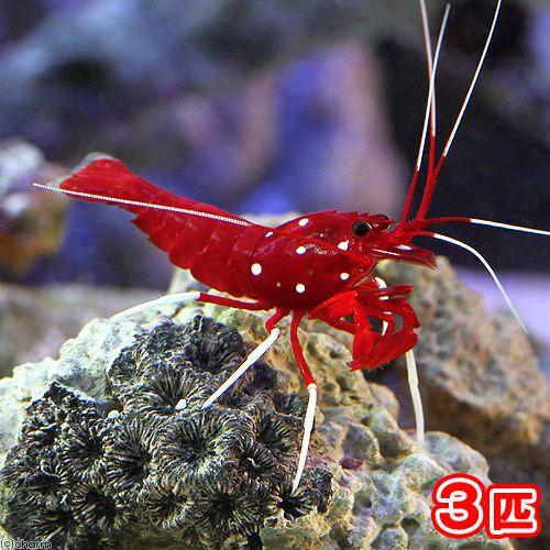 （海水魚）エビ　太平洋型　ホワイトソックスシュリンプ（３匹）　北海道・九州航空便要保温