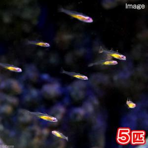 （海水魚）沖縄産　アカメハゼ（５匹）｜chanet