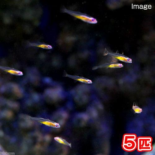 （海水魚）沖縄産　アカメハゼ（５匹）