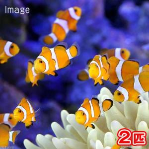 本格的オーバーフロー水槽セット クロミス|チャーム