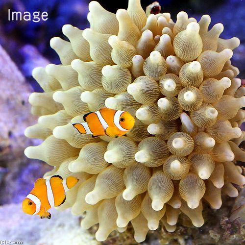 （海水魚）カクレクマノミ　Ｍサイズ（２匹）＋サンゴイソギンチャクセット（１セット）