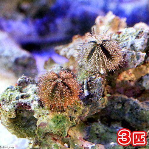 （海水魚）ウニ　コシダカウニ　ミックスカラー　Ｓサイズ（３匹）　北海道・九州航空便要保温