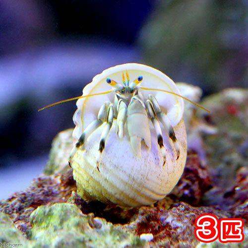 （海水魚）ヤドカリ　沖縄産　シロサンゴヤドカリ（３匹）