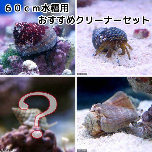 （海水魚）貝・ヤドカリ　６０ｃｍ水槽用　おすすめクリーナーセット　コケ・底砂の掃除（１セット）
