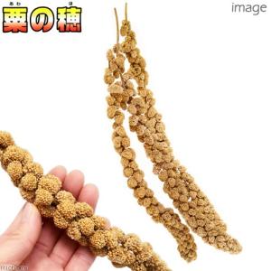 NPF エクセル 粟の穂 500gの詳細画像1