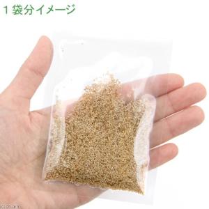 チモシーの種 5g(1袋) 牧草 栽培 家庭菜...の詳細画像1