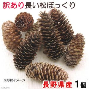 長野県産 長い松ぼっくり 特大サイズ 1個 小動物のおもちゃ パインコーン 国産 無添加 無着色