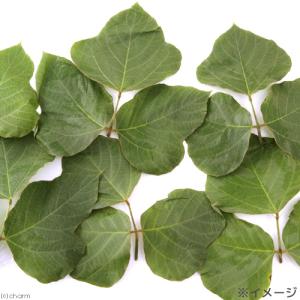 国産 くずの葉 10g 小動物のおやつの詳細画像3
