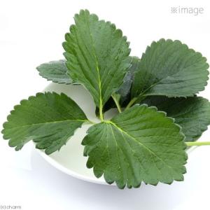 国産 いちごの葉 10g 小動物のおやつ うさ...の詳細画像3