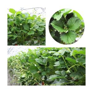 国産 いちごの葉 10g 小動物のおやつ うさ...の詳細画像4