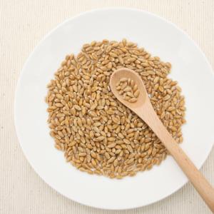 小鳥のためのウィートグラスの種 30g 小鳥 ...の詳細画像1