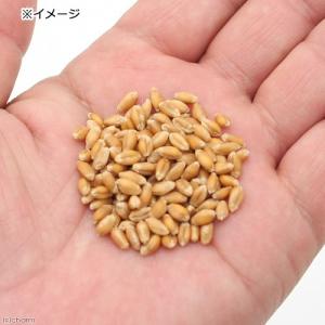 小鳥のためのウィートグラスの種 30g 小鳥 ...の詳細画像2