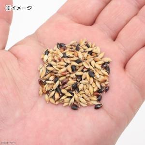 小鳥のためのスーダングラスの種 30g 小鳥 ...の詳細画像2