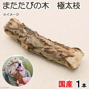 国産 またたびの木 極太枝 1本入り 猫用おもちゃ 無添加 無着色