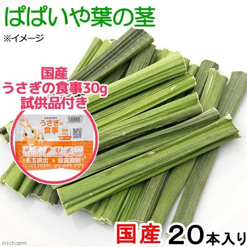国産　パパイヤの葉の茎　２０本入り　かじり木　うさぎフードおまけ付　お一人様１点限り