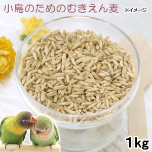 小鳥のためのむきえん麦　１ｋｇ　鳥　フード　餌　おやつ　無添加　無着色｜chanet