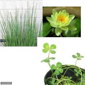 （ビオトープ）睡蓮　スイレン黄（１）＋フトイ　１ポット　＋ムチカ　１ポット