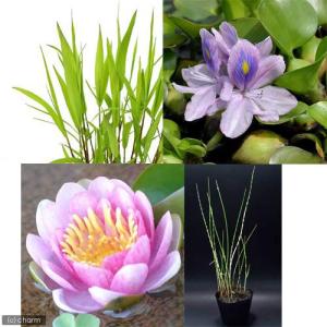 （ビオトープ）（水草）スイレン桃（１）＋ツルヨシ（１ポ）＋横縞フトイ（１ポ）＋ホテイ草（１株）