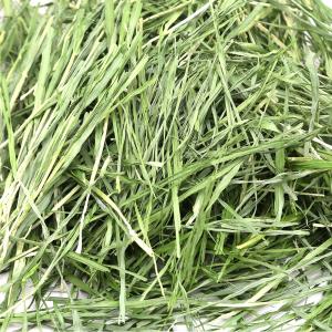 令和8年産 国産牧草 やみつき大麦若葉 20g...の詳細画像1