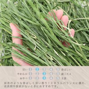 令和8年産 国産牧草 やみつき大麦若葉 20g...の詳細画像2