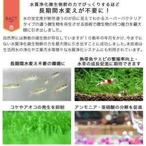 定着型バクテリア ばくとQ10 淡水・海水用 ...の詳細画像1