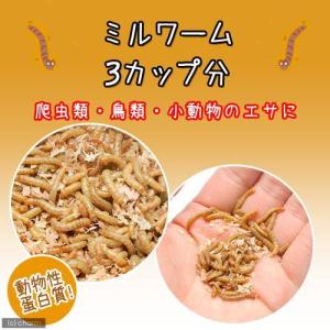 (生餌)死着保証なし ミルワーム 3カップ分 活餌の詳細画像2
