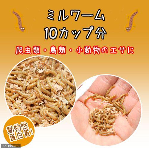 （生餌）死着保証なし　ミルワーム　１０カップ分　活餌