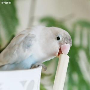 小鳥のための麻がら 10g 鳥用 破壊系おもちゃの詳細画像5