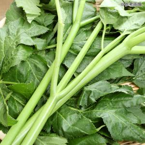 国産 かじってたのしい 明日葉の茎 30g 小...の詳細画像3