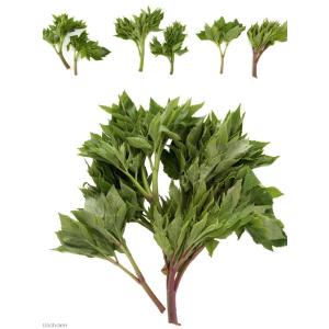 国産 明日葉の茎チップ 30g 無添加 無着色...の詳細画像2